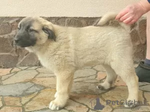 Photos supplémentaires: Chiots Kangal Turc