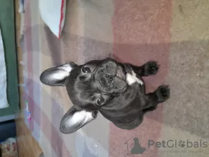 Photo №1. bouledogue - à vendre en ville de Перуджа | 700€ | Annonce №95740