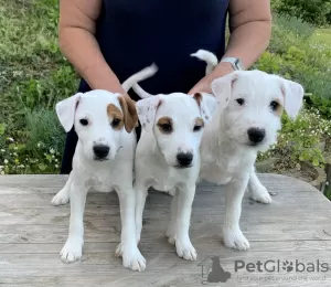 Photo №1. parson russell terrier - à vendre en ville de Minsk | Gratuit | Annonce №55079