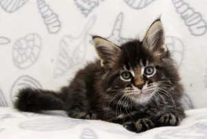 Photo №1. maine coon - à vendre en ville de Arkhangelsk | 288€ | Annonce № 5545