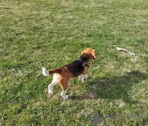 Photos supplémentaires: beagle