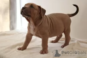 Photos supplémentaires: Puppy american bully XXL