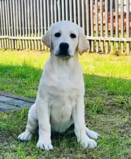 Photo №2 de l'annonce № 2498 de la vente labrador retriever - acheter à Fédération de Russie de la fourrière