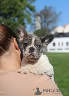 Photo №2 de l'annonce № 68696 de la vente bouledogue - acheter à Biélorussie 