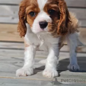 Photo №1. cavalier king charles spaniel - à vendre en ville de Stavanger | négocié | Annonce №99131