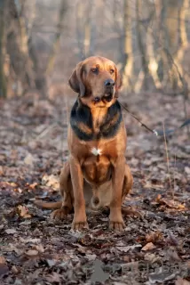 Photos supplémentaires: Chien courant polonais zkwp FCI