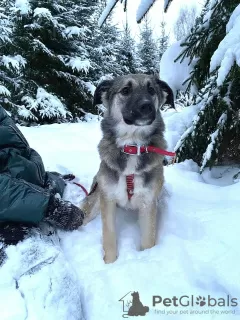 Photos supplémentaires: Douce beauté Olivia cherche un foyer !