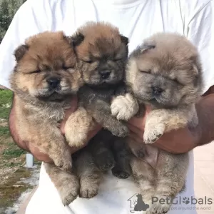 Photo №1. chow-chow - à vendre en ville de Gżira | 400€ | Annonce №78499