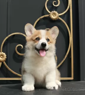 Photos supplémentaires: chiots Welsh Corgi Pembroke de Champion