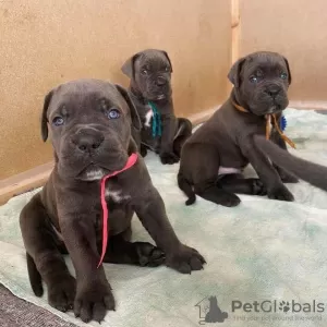 Photo №4. Je vais vendre cane corso en ville de Berlin. éleveur - prix - 750€