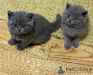 Photo №1. british shorthair - à vendre en ville de Marseille | 250€ | Annonce № 120886