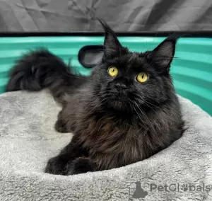 Photo №2 de l'annonce № 127683 de la vente maine coon - acheter à Belgique annonce privée, éleveur