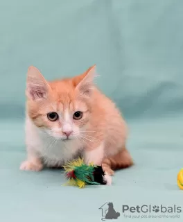 Photos supplémentaires: Chaton Zlata - bébé rouge soleil cherche un foyer !