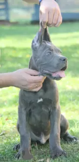 Photos supplémentaires: Chiots Cane Corso disponibles à la vente.