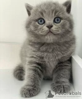 Photo №2 de l'annonce № 88657 de la vente british shorthair - acheter à USA annonce privée