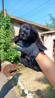 Photos supplémentaires: Des chiots entre de bonnes mains