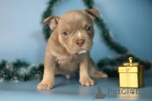 Photos supplémentaires: Chiots bully américain