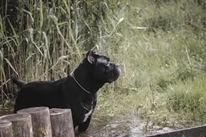 Photos supplémentaires: Chien Cane Corso pour le tricot