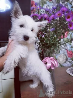 Photo №1. west highland white terrier - à vendre en ville de Bialystok | 700€ | Annonce №29310