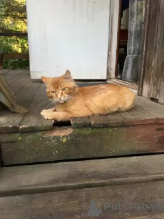 Photo №3. Chat ensoleillé Boniface ! Ramenez le bonheur du chat !. Fédération de Russie