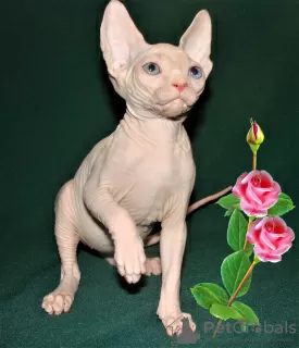 Photo №1. sphynx - à vendre en ville de Houston | négocié | Annonce № 43642