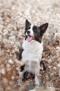 Photo №3. Chiots border collie, le chien le plus intelligent du monde. Fédération de Russie