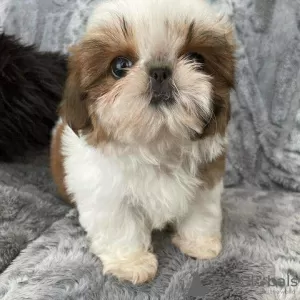 Photo №2 de l'annonce № 125796 de la vente shih tzu - acheter à Suisse 