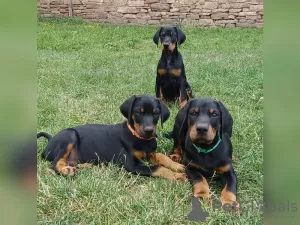 Photo №1. dobermann - à vendre en ville de Гамбург | 800€ | Annonce №129309