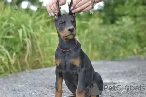 Photo №4. Je vais vendre dobermann en ville de Vitebsk. annonce privée - prix - 1000€