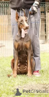 Photo №1. dobermann - à vendre en ville de Belgrade | négocié | Annonce №66767