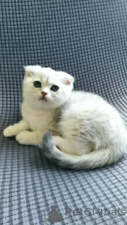 Photo №2 de l'annonce № 69530 de la vente scottish fold - acheter à La Lettonie annonce privée