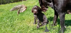 Photos supplémentaires: Chiots drathaar allemands à vendre