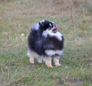 Photo №4. Je vais vendre spitz nain en ville de Kharkov. de la fourrière, éleveur - prix - 1230€