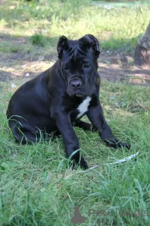 Photo №1. cane corso - à vendre en ville de Brest | 231€ | Annonce №20102