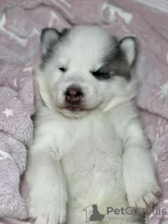 Photos supplémentaires: Husky beebaud