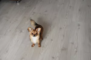 Photo №1. chihuahua - à vendre en ville de Minsk | 187€ | Annonce №7082