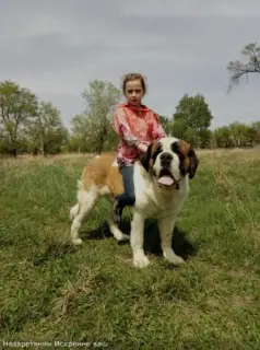 Photo №4. Je vais vendre saint-bernard en ville de Koursk. de la fourrière, éleveur - prix - 355€