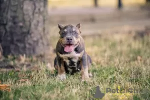 Photo №1. american bully - à vendre en ville de Chisinau | 1000€ | Annonce №62655