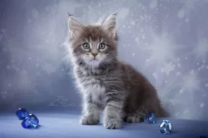 Photo №2 de l'annonce № 5518 de la vente maine coon - acheter à Fédération de Russie de la fourrière