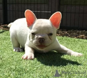 Photo №4. Je vais vendre bouledogue en ville de Riyadh Al Khabra. éleveur - prix - négocié