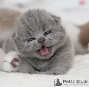 Photo №4. Je vais vendre british shorthair en ville de Berlin. éleveur - prix - 400€