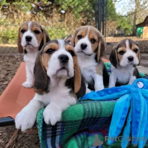 Photo №4. Je vais vendre beagle en ville de Bielefeld. annonce privée - prix - 423€