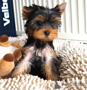 Photo №3. Chiots Yorkshire Terrier. Suède