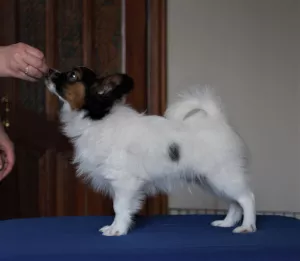 Photos supplémentaires: Magnifique petit garçon papillon. Épagneul jouet continental - PapillonDog