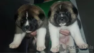 Photo №1. akita (chien) - à vendre en ville de Cologne | 450€ | Annonce №130438