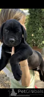 Photos supplémentaires: Chiots Boerboel Mastiff sud-africain à vendre