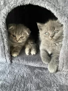 Photos supplémentaires: BKH/Scottish Fold