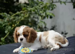 Photo №1. cavalier king charles spaniel - à vendre en ville de Jytomyr | 946€ | Annonce №67883