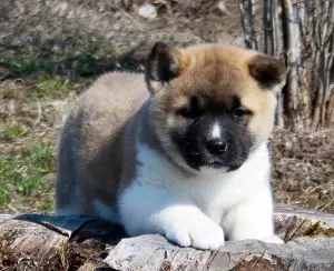 Photo №4. Je vais vendre shiba en ville de Volgodonsk. de la fourrière - prix - 426€