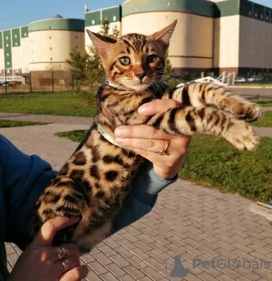 Photo №3. Chaton Bengal Elite. Fédération de Russie